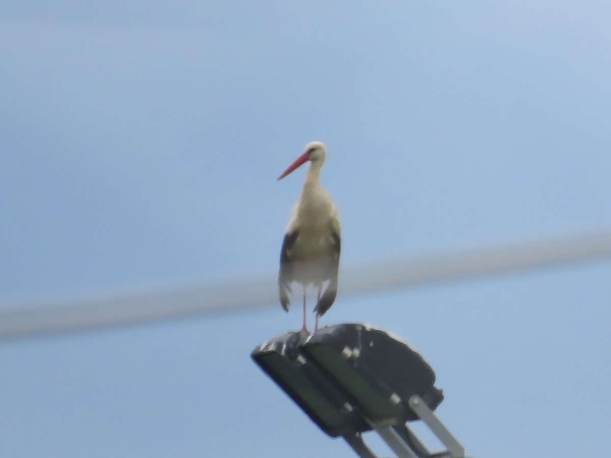 White Stork - ML634895511