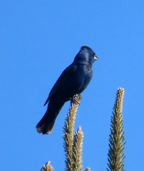 Blue Grosbeak - ML634895525