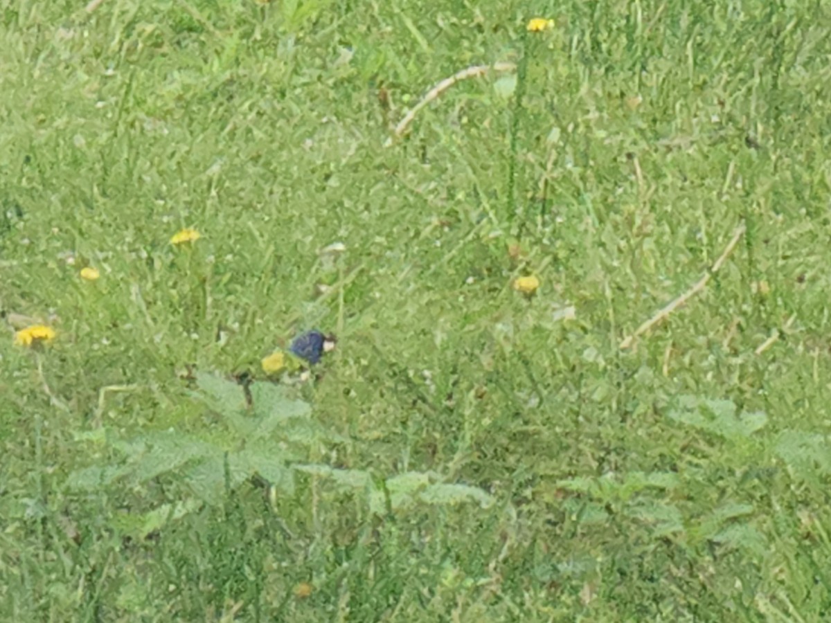 Painted Bunting - ML634895736
