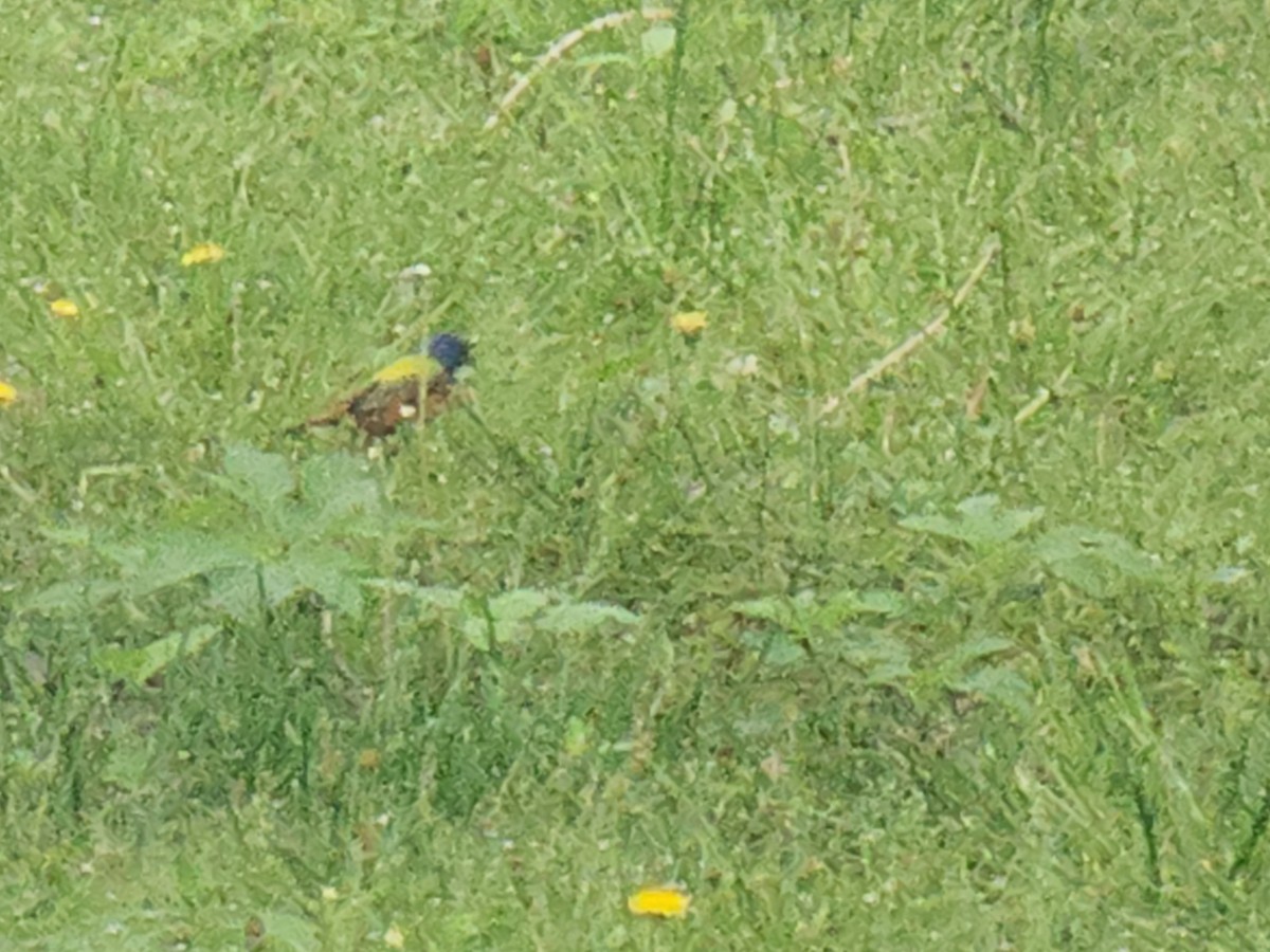 Painted Bunting - ML634895737