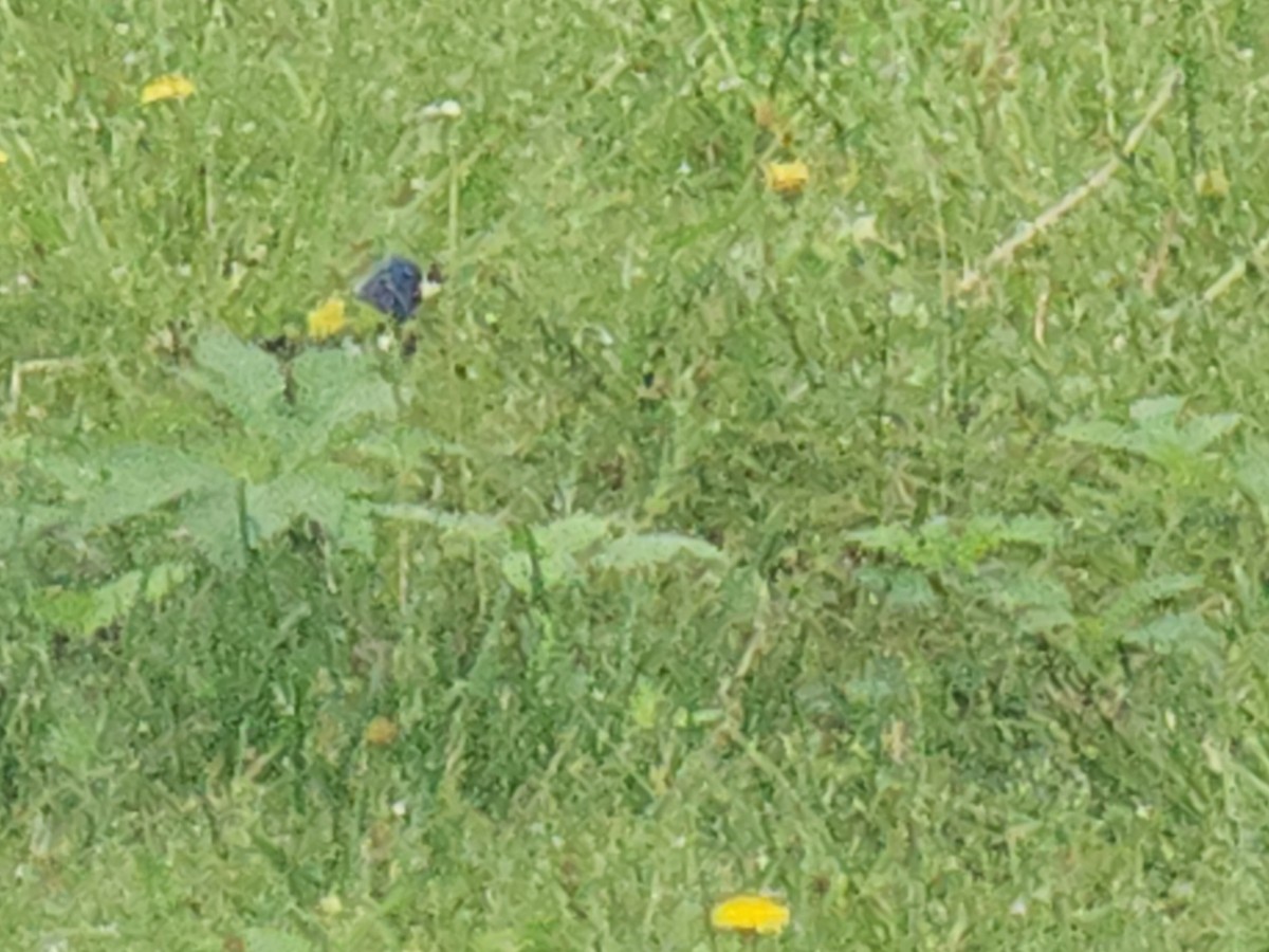 Painted Bunting - ML634895738