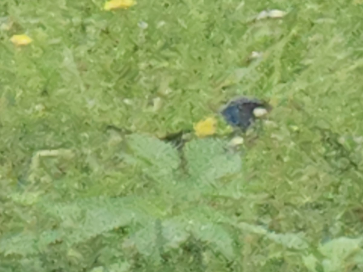 Painted Bunting - ML634895740