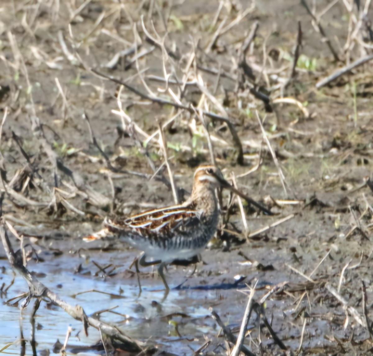 Wilson's Snipe - ML634895839