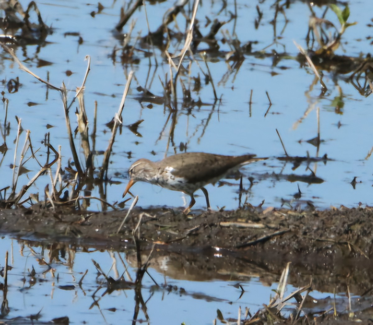 Spotted Sandpiper - ML634895863