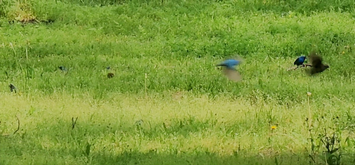 Indigo Bunting - ML634895968