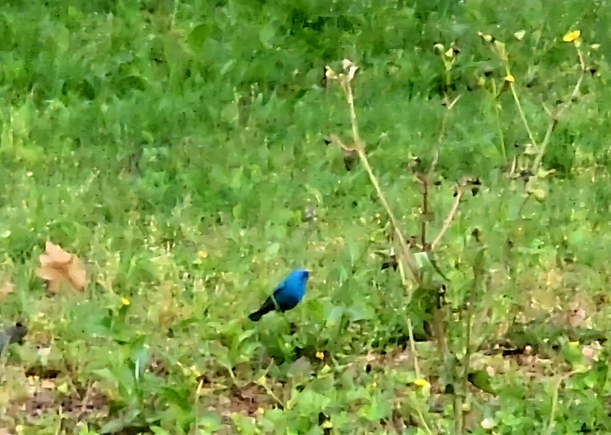 Indigo Bunting - ML634895972