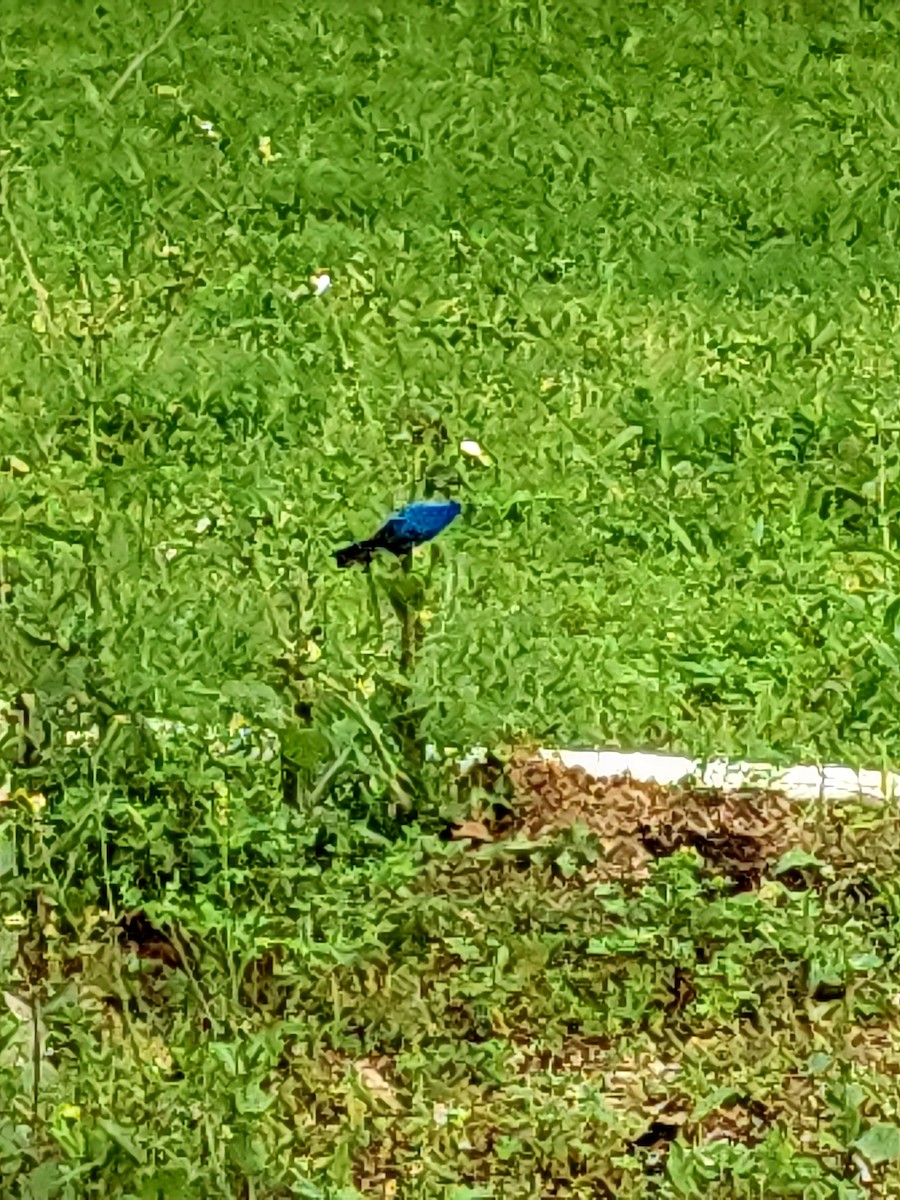 Indigo Bunting - ML634895985