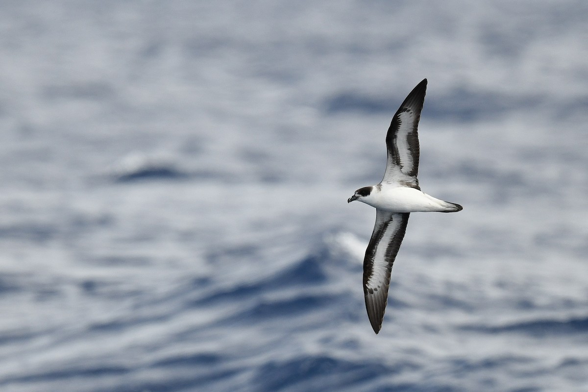 Black-capped Petrel (Dark-faced) - ML634895999