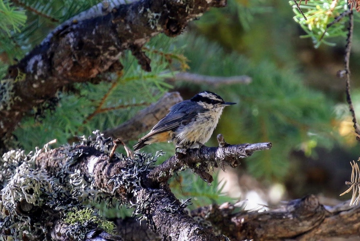 Red-breasted Nuthatch - ML63489601