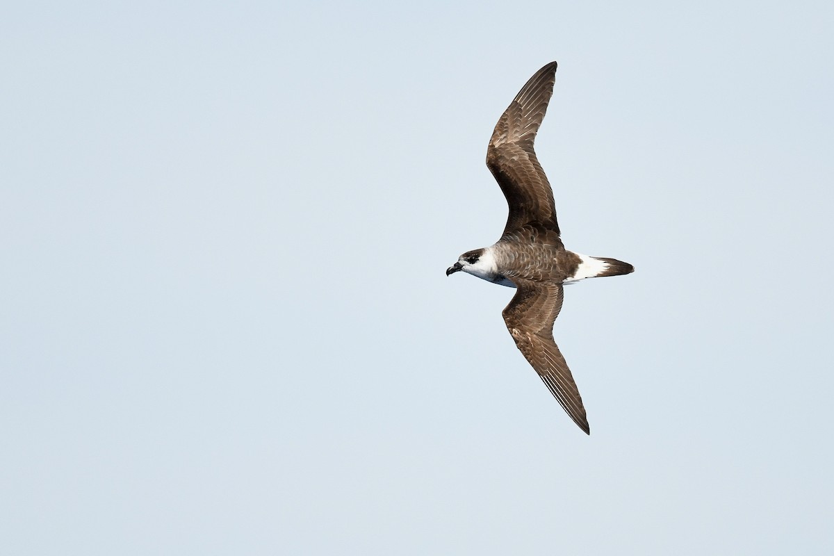 Black-capped Petrel - ML634896012