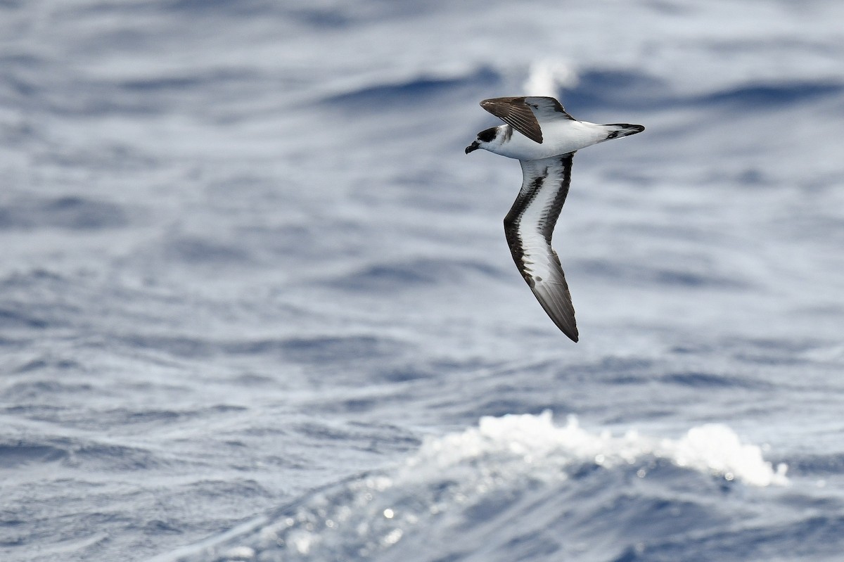 Black-capped Petrel - ML634896013
