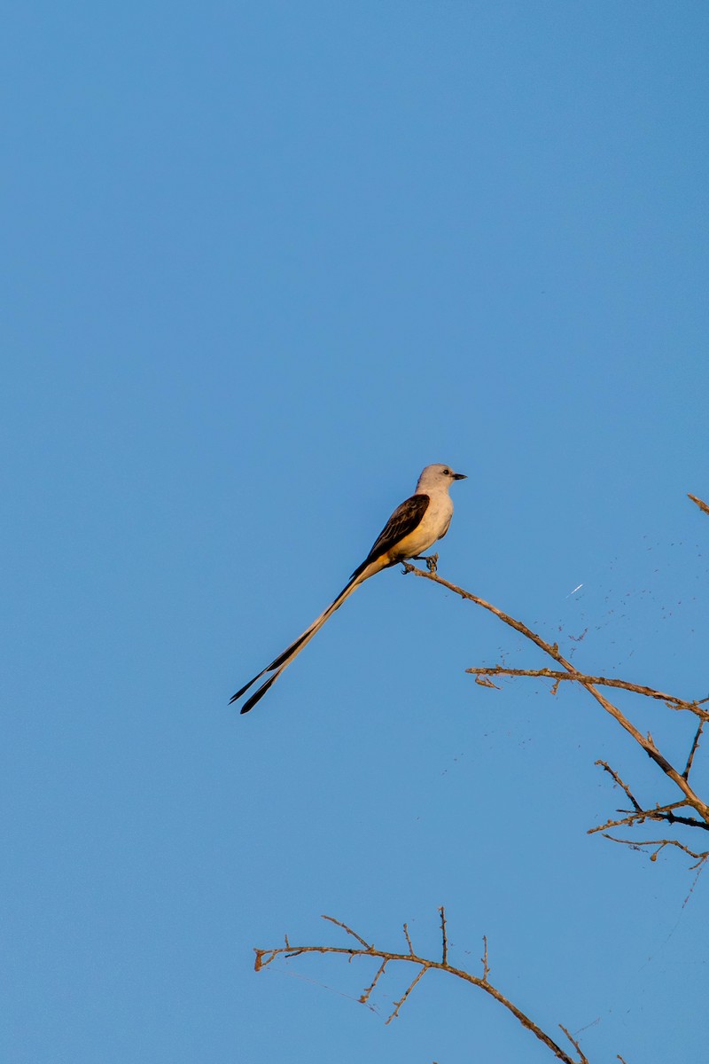 Scissor-tailed Flycatcher - ML634896106