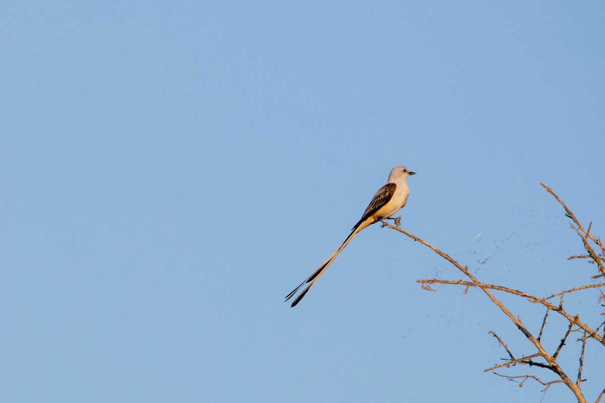 Scissor-tailed Flycatcher - ML634896107