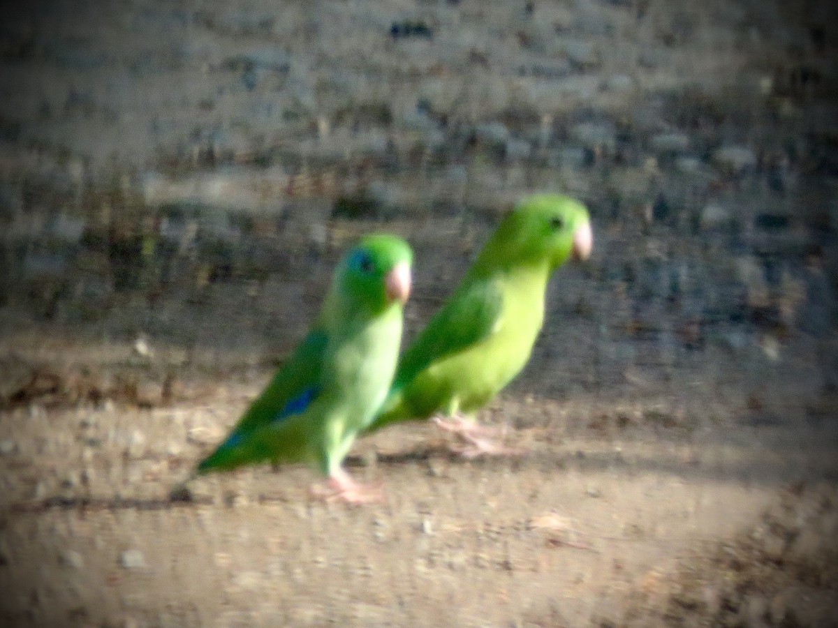 Scarlet-fronted Parakeet - ML634896289