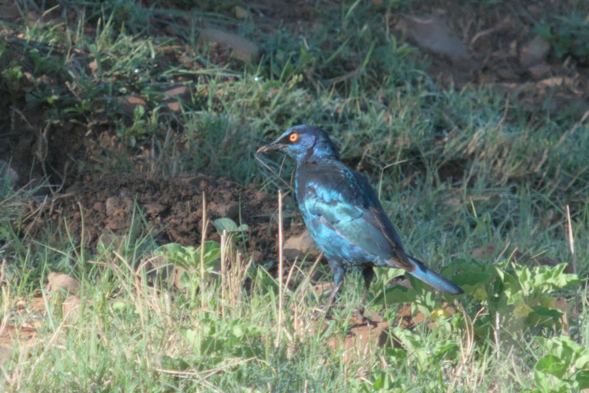 アカガタテリムク - ML634896386