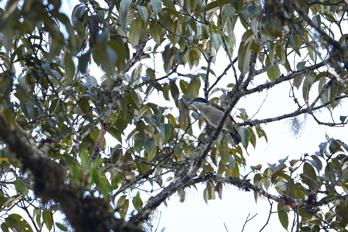 White-browed Shrike-Babbler - ML634896604
