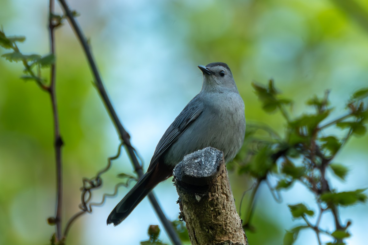Gray Catbird - ML634896640