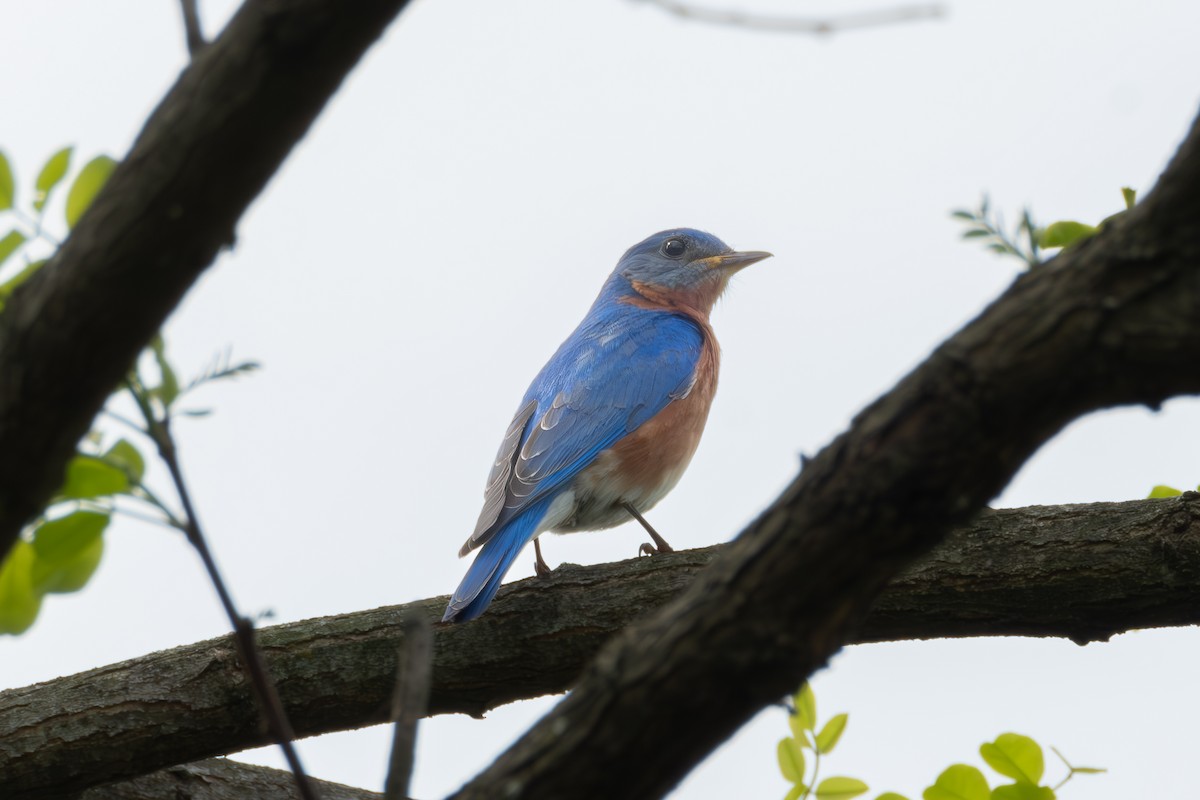Eastern Bluebird - ML634896659