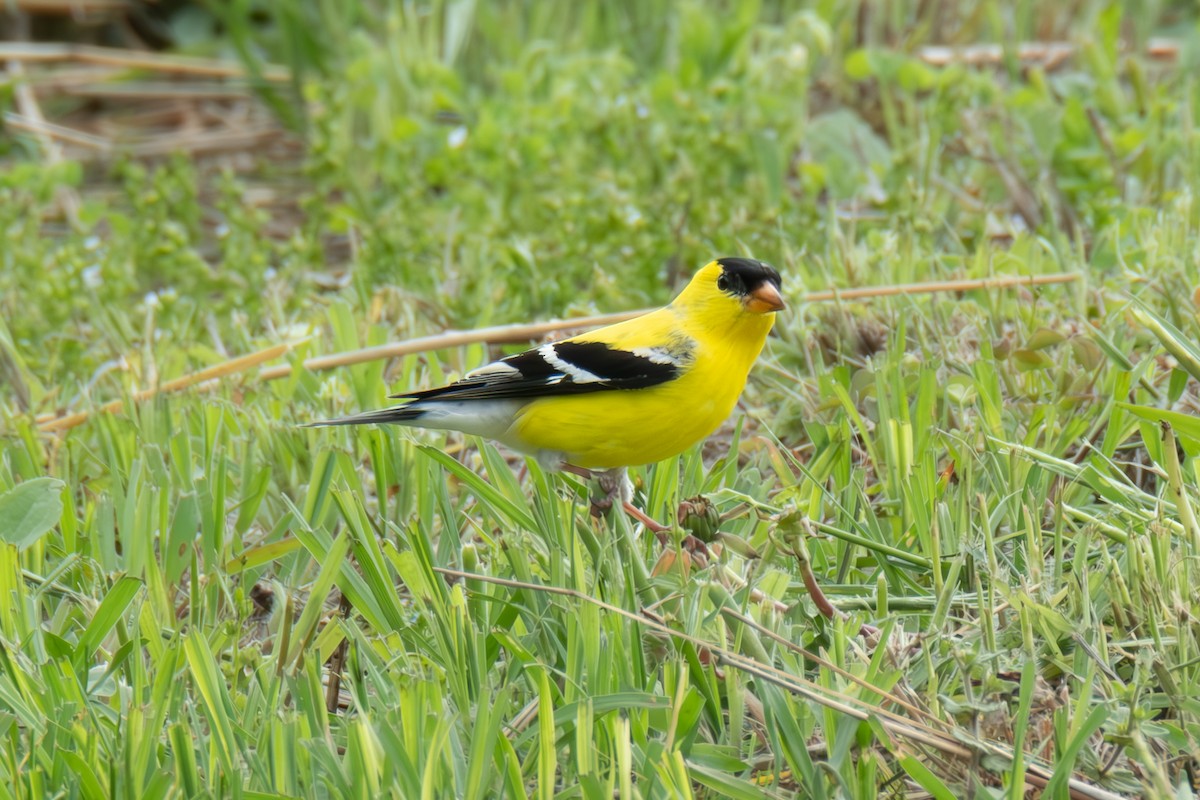 American Goldfinch - ML634896670