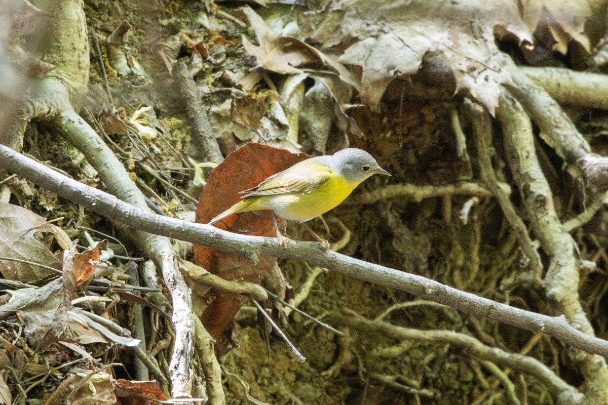 Nashville Warbler - ML634896715