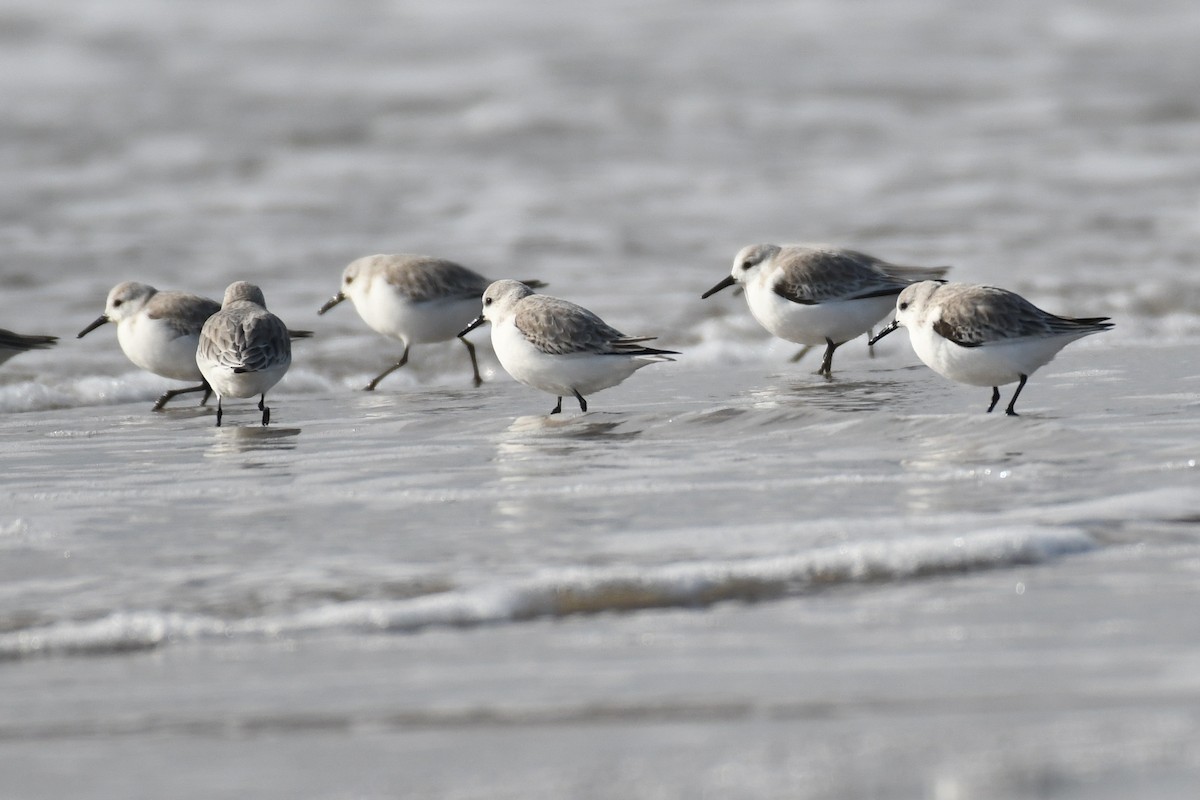 Гурвалж элсэг - ML634896788