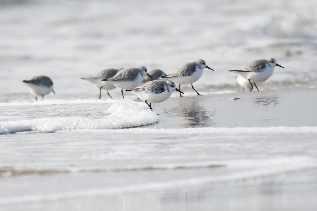 Гурвалж элсэг - ML634896789