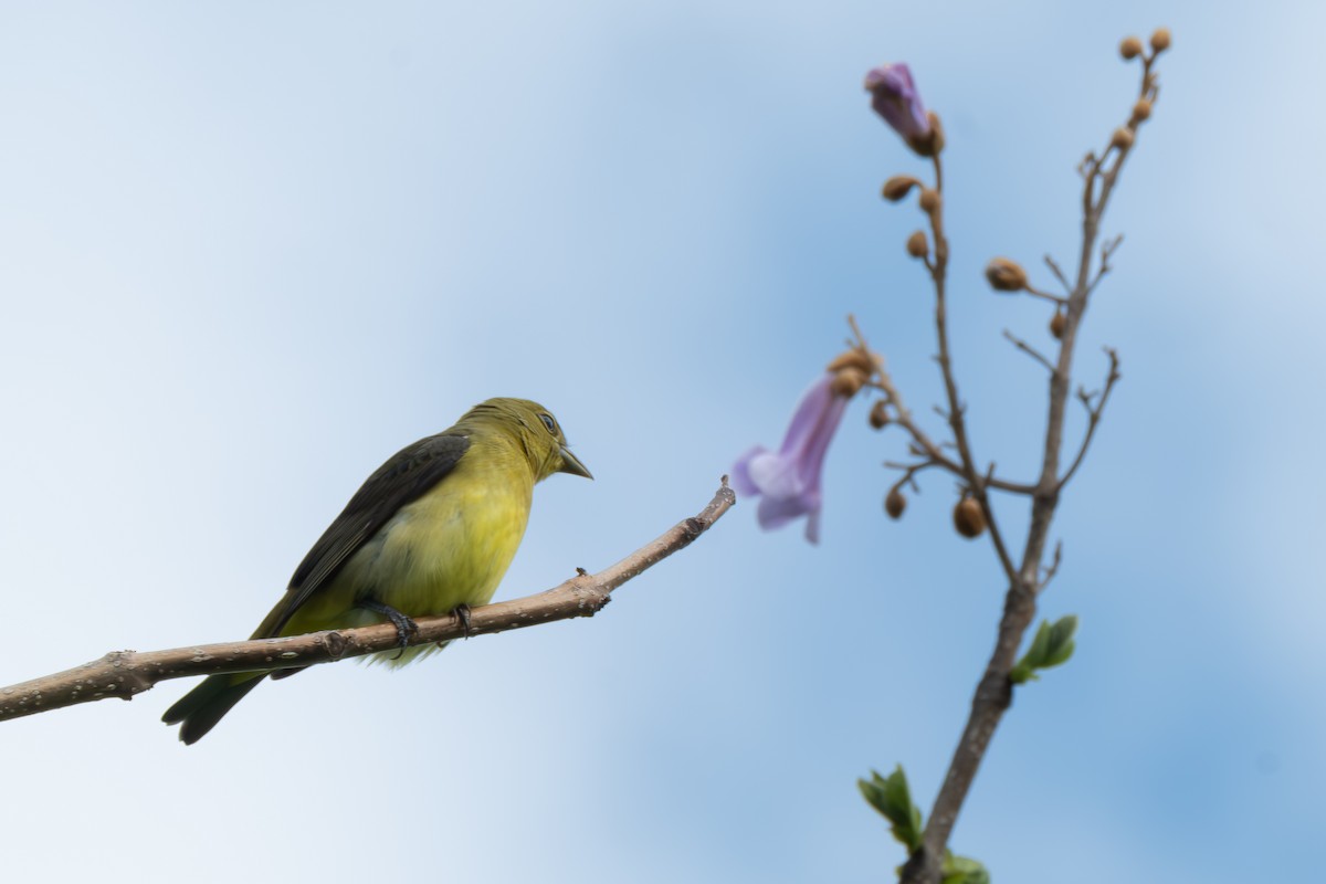 Scarlet Tanager - ML634896833