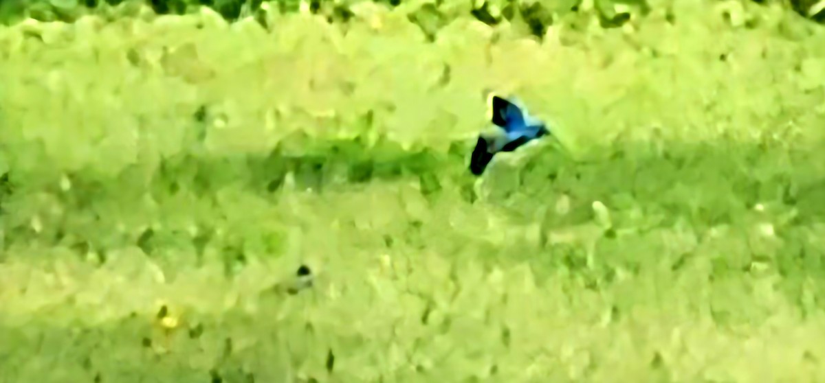 Indigo Bunting - ML634896852