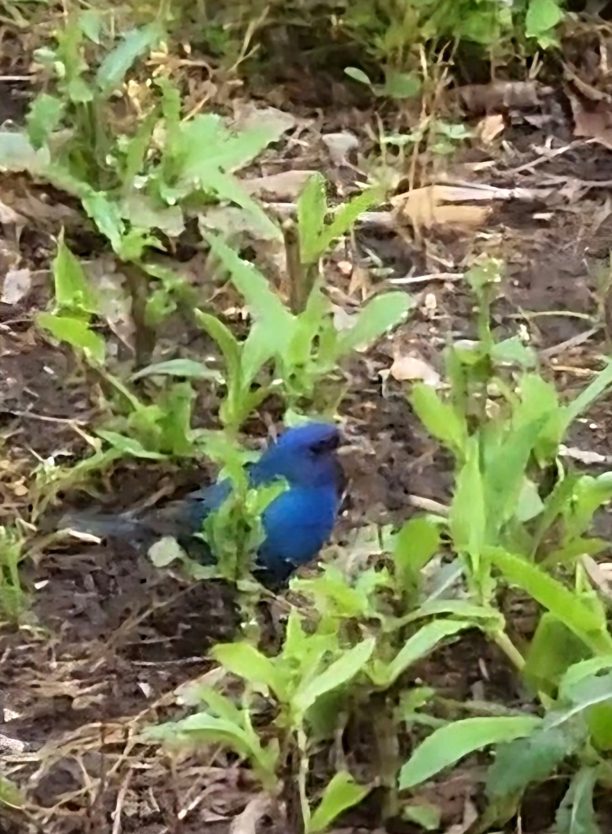 Indigo Bunting - ML634896853