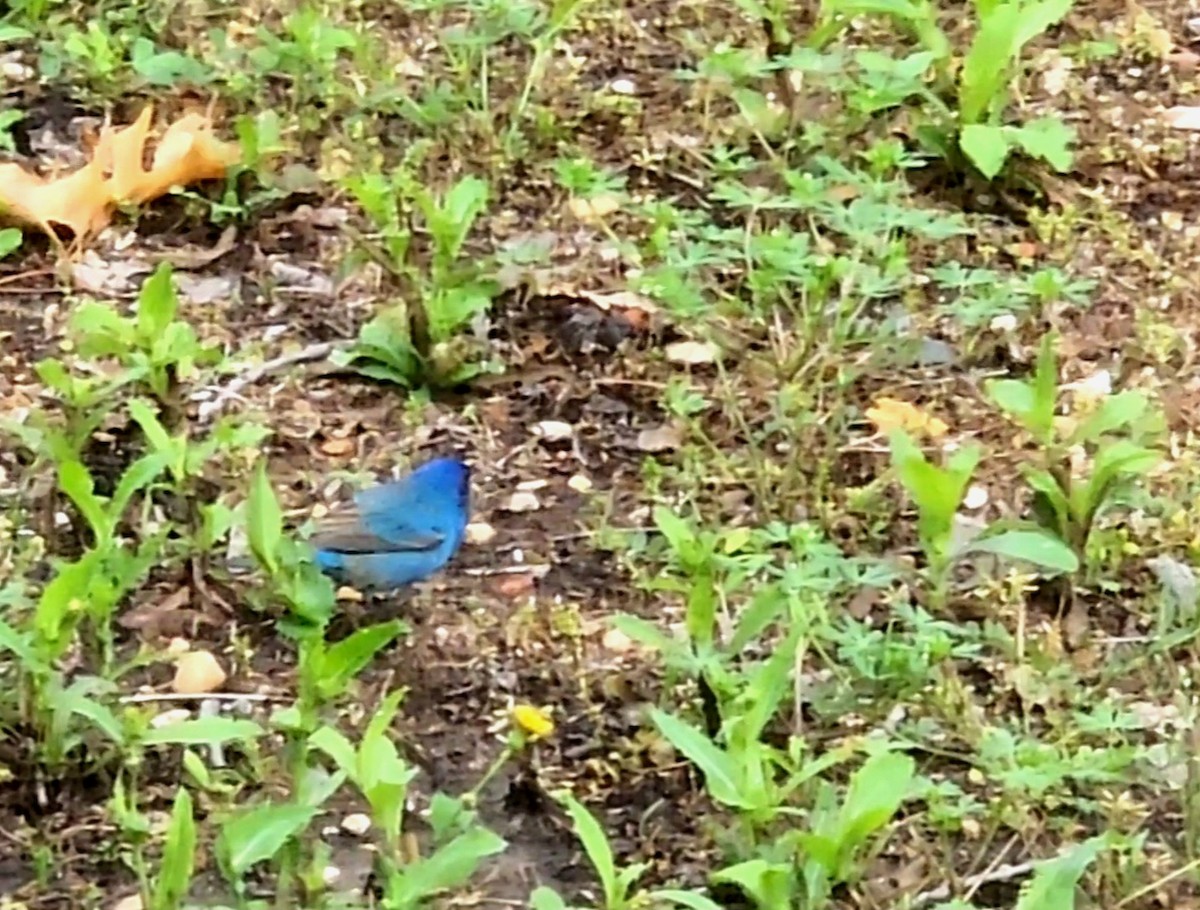 Indigo Bunting - ML634896854