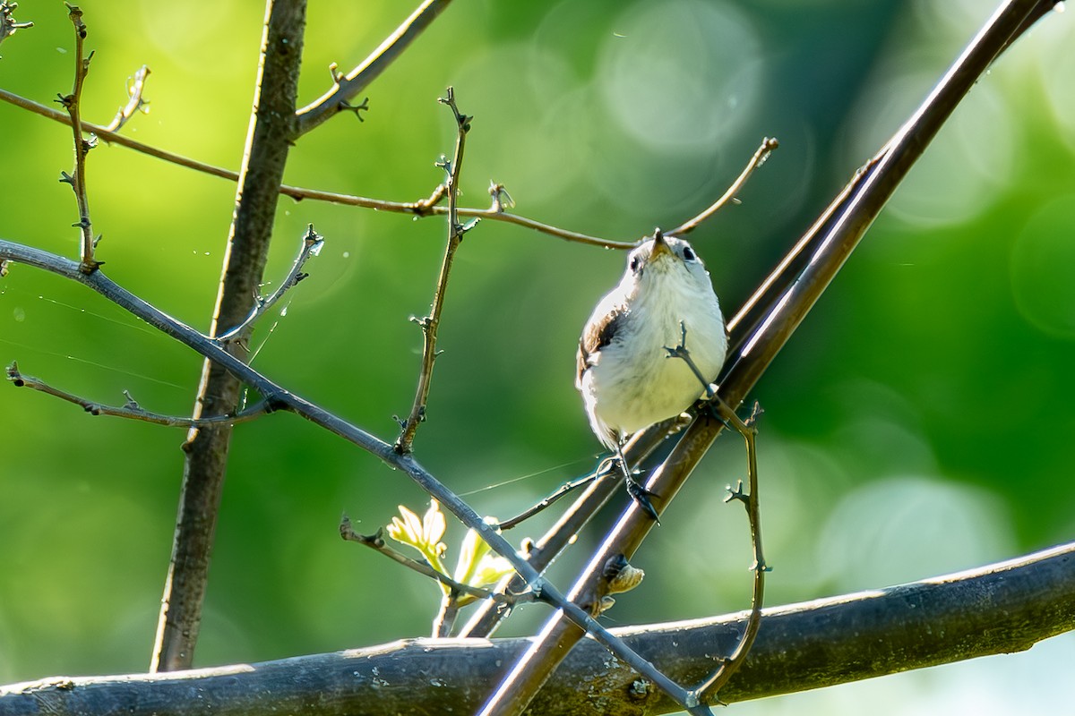 Blue-gray Gnatcatcher - ML634896857