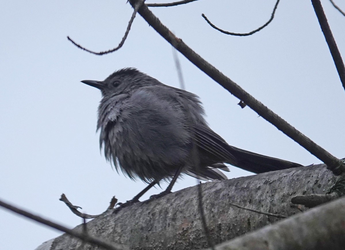 Gray Catbird - ML634896954