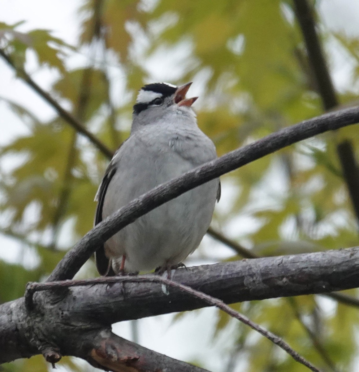 White-crowned Sparrow - ML634896978