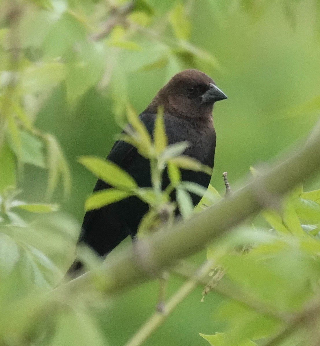 Brown-headed Cowbird - ML634896991