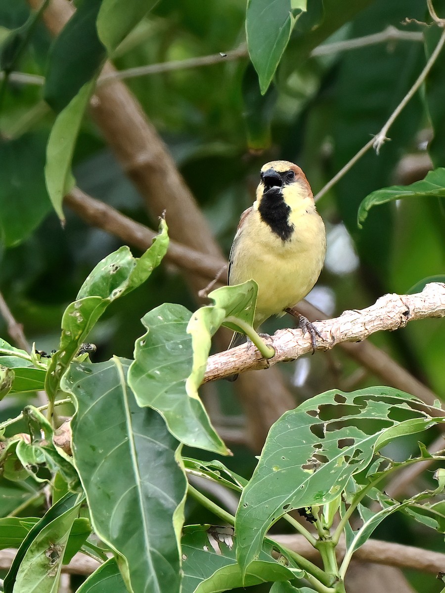 セアカスズメ - ML634897022