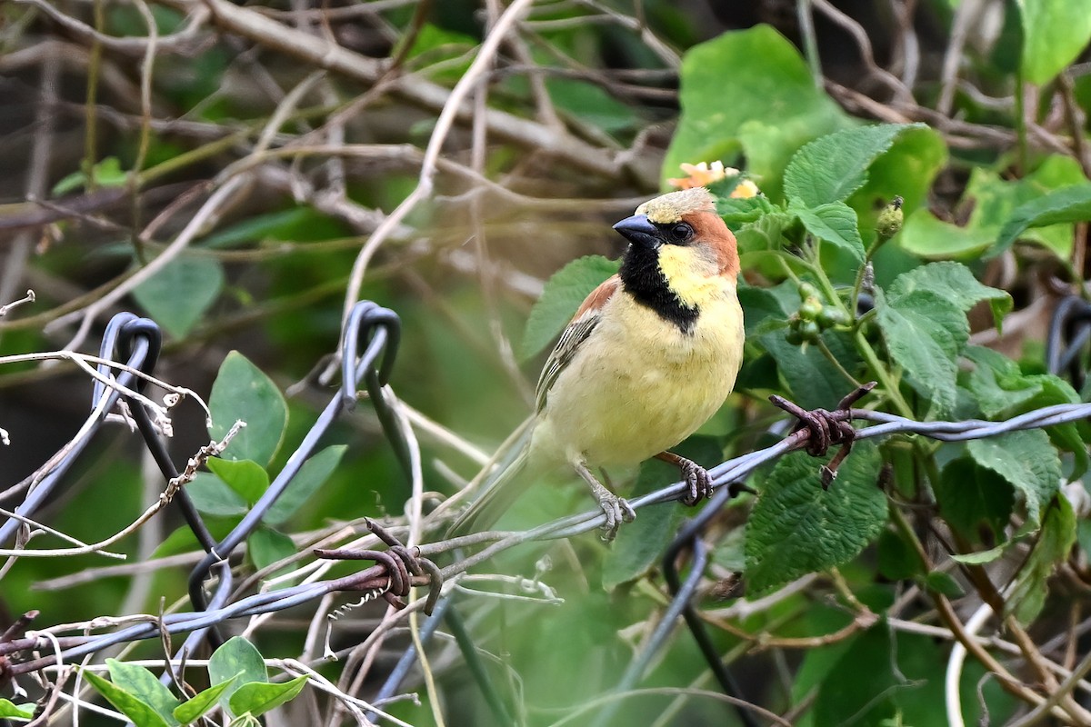 セアカスズメ - ML634897023