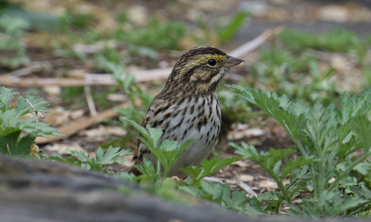 Savannah Sparrow - ML634897066