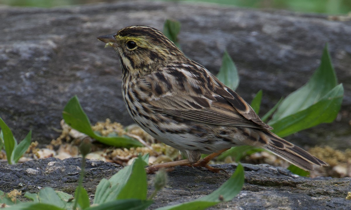 Savannah Sparrow - ML634897067