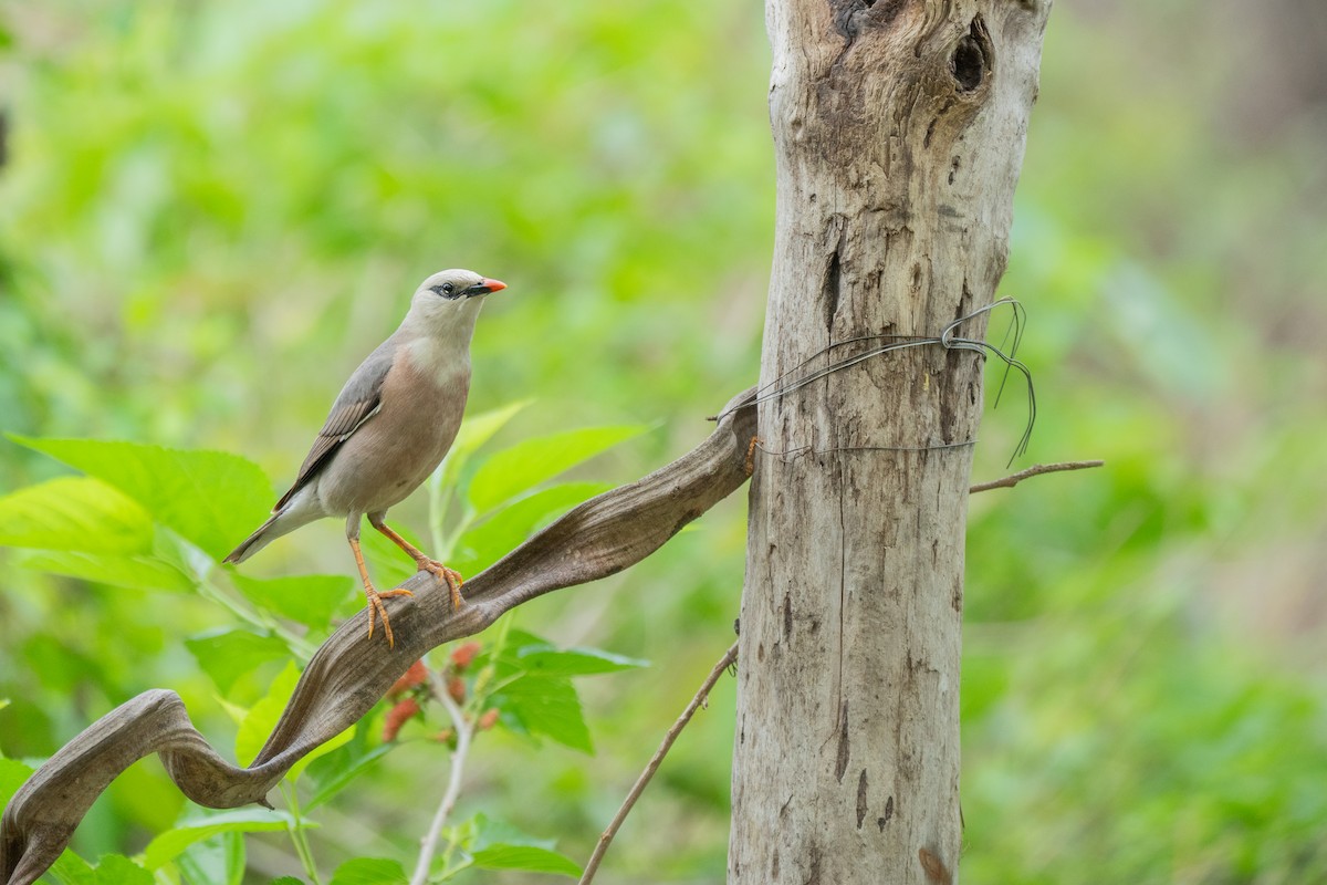 Burmese Myna - ML634897070