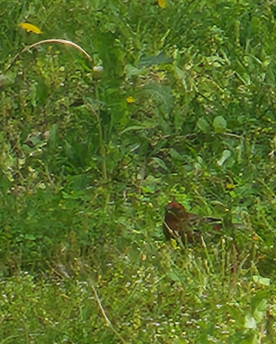 Summer Tanager - ML634897210