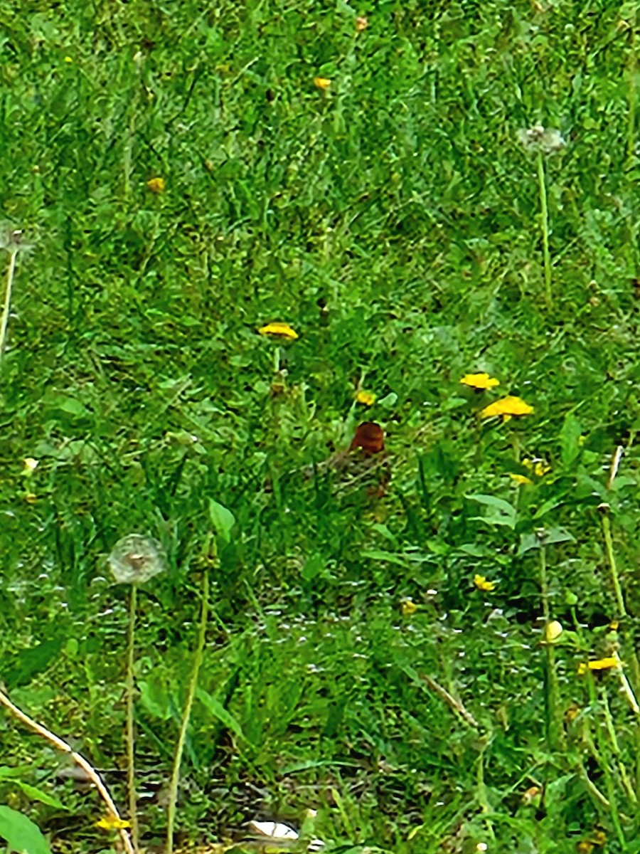 Summer Tanager - ML634897211