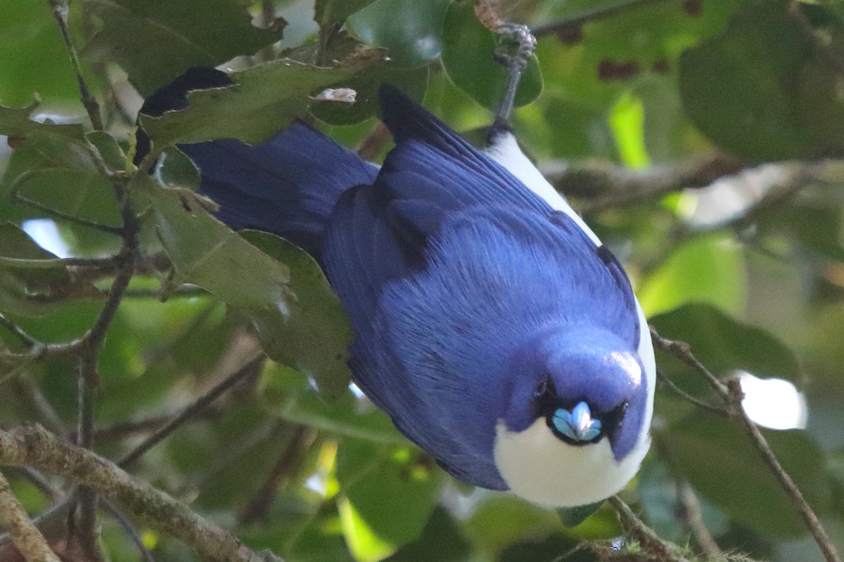 Madagascar Blue Vanga - ML634897233
