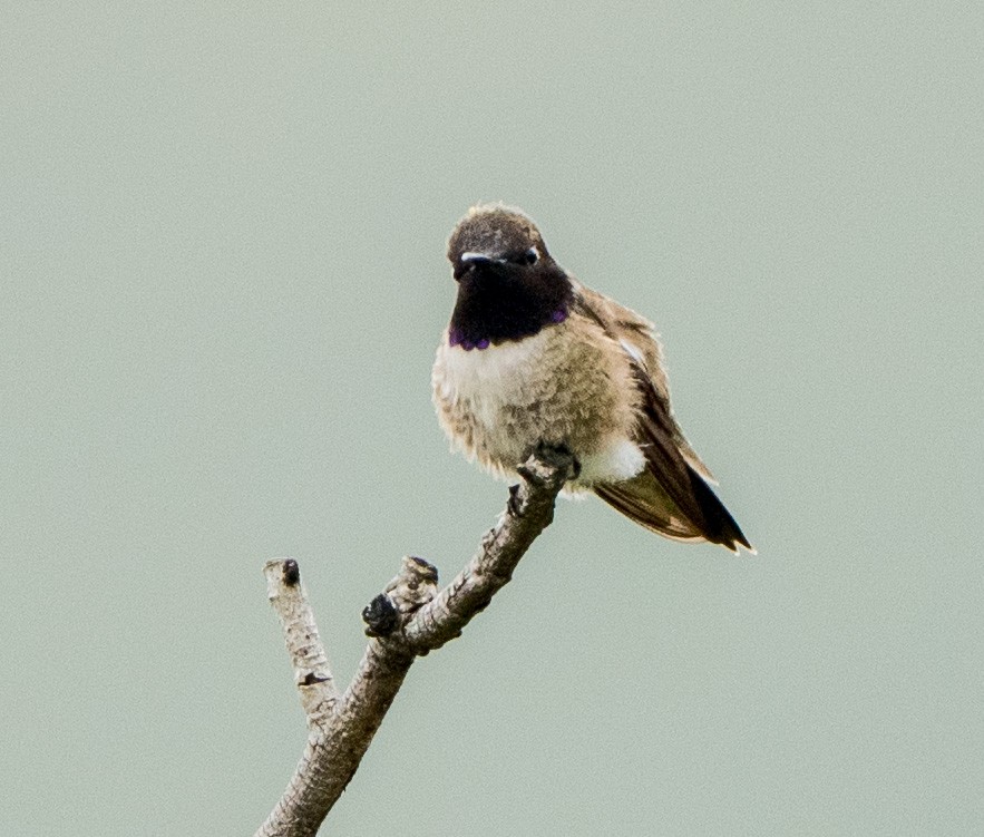 Colibri à gorge noire - ML634897255