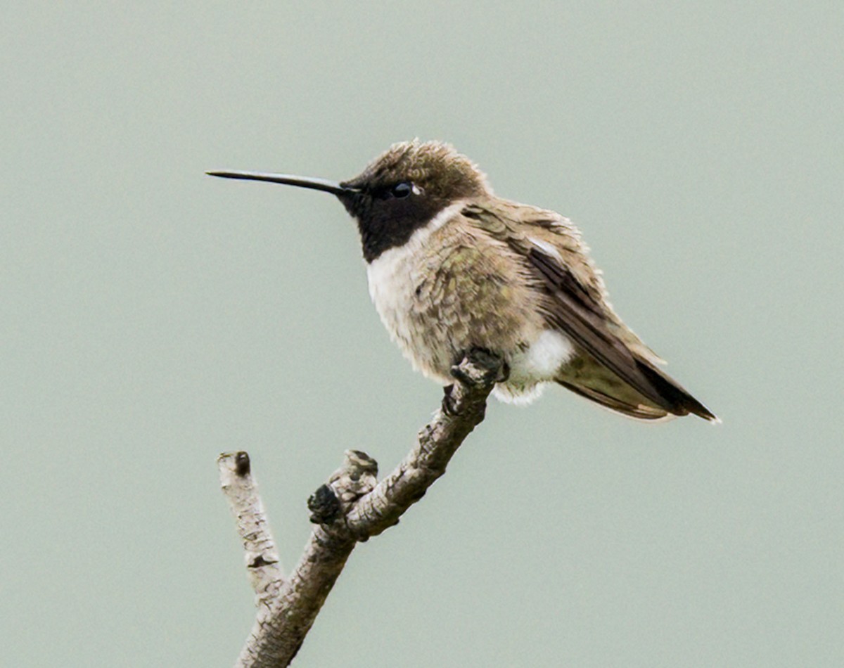 Colibri à gorge noire - ML634897256
