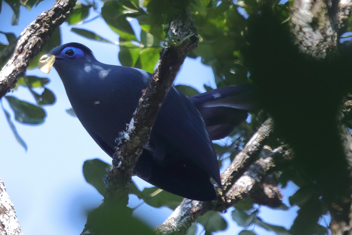 Blue Coua - ML634897273