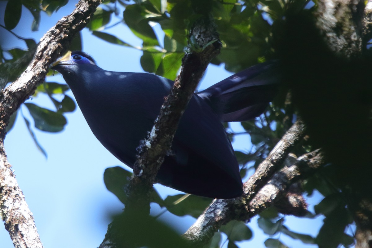 Blue Coua - ML634897282