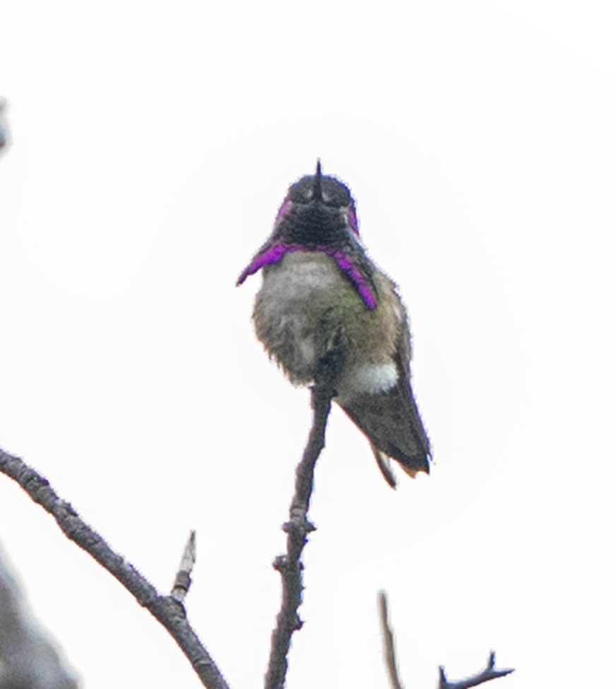 Colibri de Costa - ML634897285