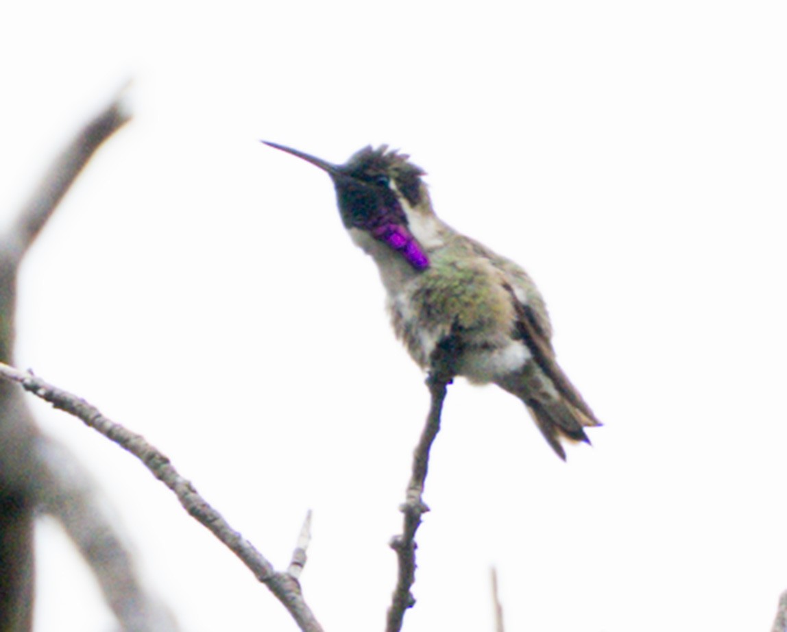 Colibri de Costa - ML634897286