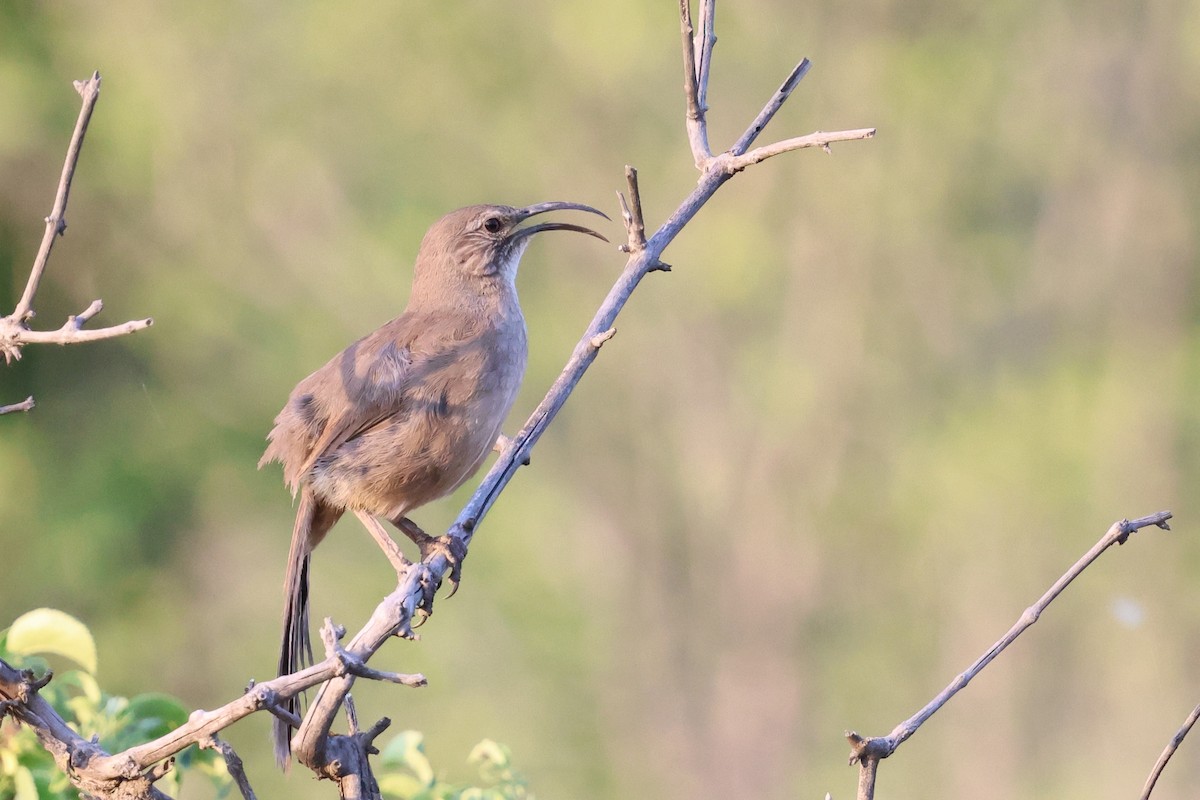 California Thrasher - ML634897290