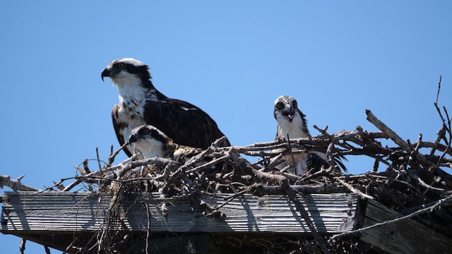 Osprey (American) - ML634897292
